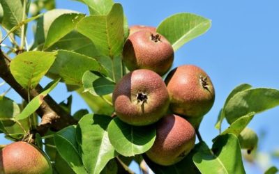 Kom de gratis fruitboom/bessenstruik ophalen op 25 januari