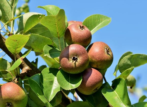 Kom de gratis fruitboom/bessenstruik ophalen op 25 januari