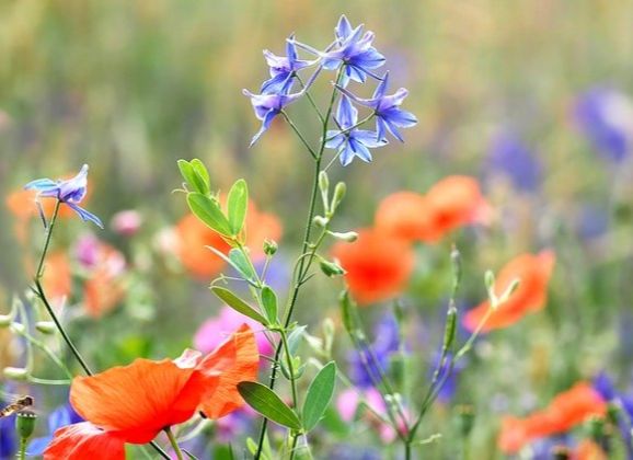 Geef biodiversiteit een kans!