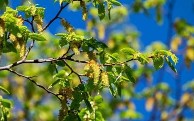 Vanwege coronavirus dit voorjaar geen beplanting