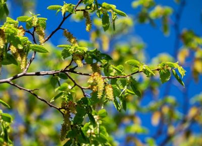 Vanwege coronavirus dit voorjaar geen beplanting