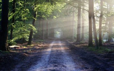 Streekeigen landschapsbeheer: Willemsoord doet mee